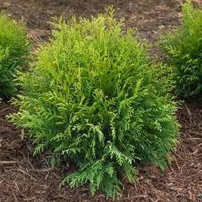 Woodward Globe Arborvitae Evergreen Shrub, grown in a 2.25 Gallon Pot (1-Pack)