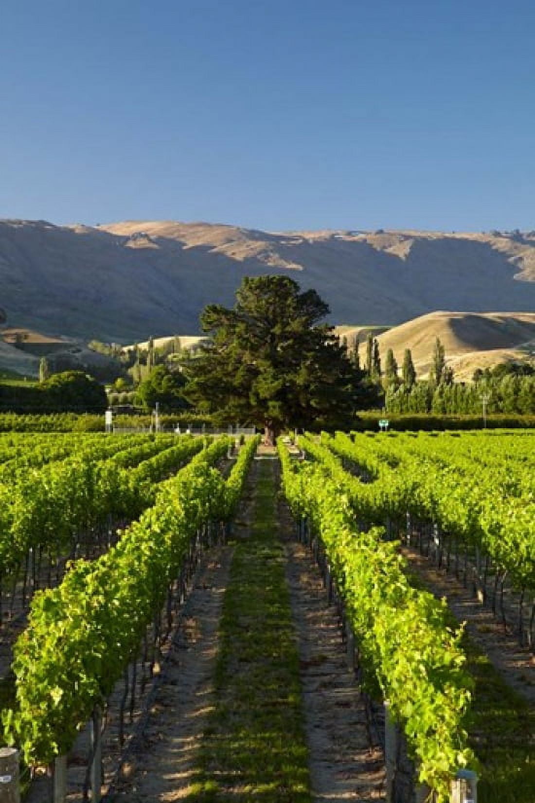 Wooing Tree Vineyard Cromwell Central Otago South Island New Zealand Canvas Art - David Wall DanitaDelimont (25 x 38)
