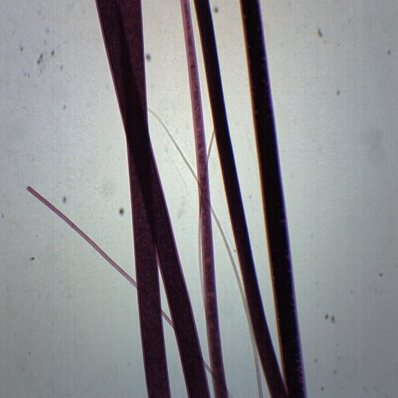 Wool, Wholemount - Prepared Microscope Slide - 75 x 25mm - Biology & Microscopy - Eisco Labs