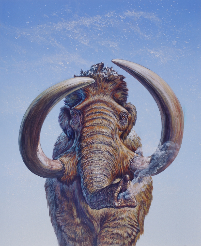 Woolly Mammoth charging Pleistocene Epoch Canvas Art - Mark HallettStocktrek Images (26 x 31)