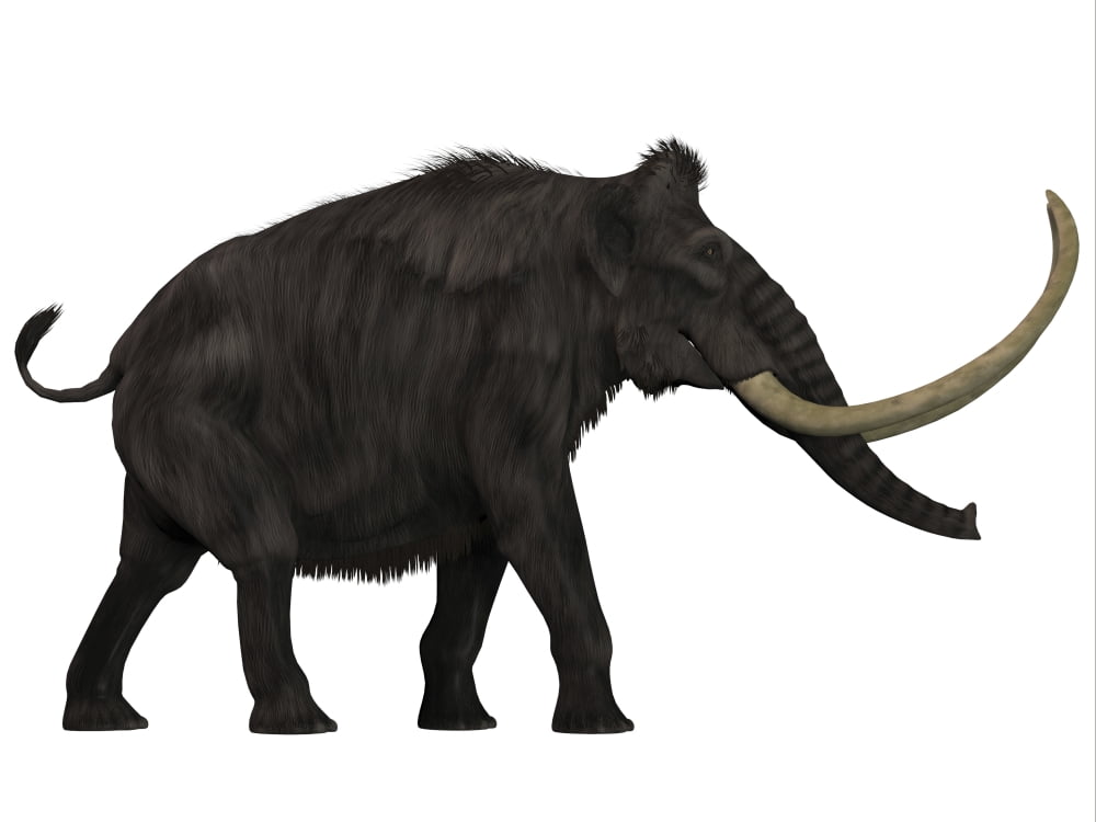 Woolly Mammoth side view Canvas Art - Corey FordStocktrek Images (17 x 13)