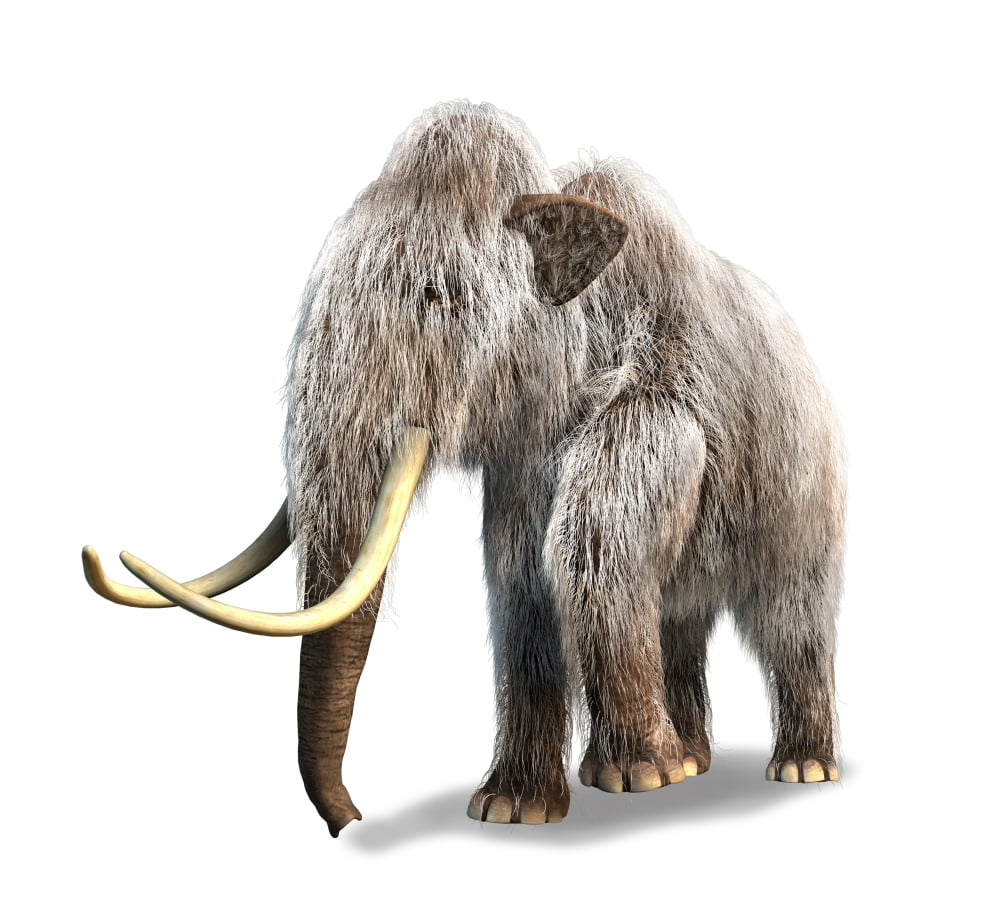 Woolly Mammoth white background Canvas Art - Leonello CalvettiStocktrek Images (30 x 27)