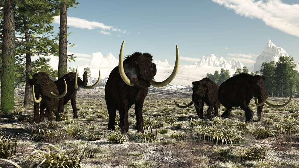 Woolly Mammoths in the prehistoric northern hemisphere Canvas Art - Arthur DoretyStocktrek Images (19 x 11)