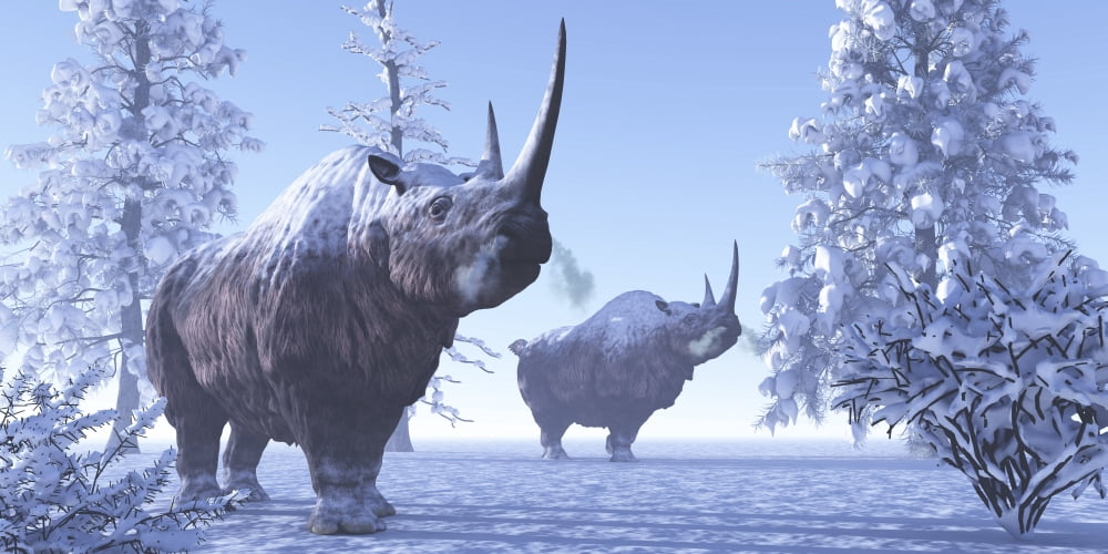 Woolly Rhino males during a snowy winter in the Pleistocene Period Canvas Art - Corey FordStocktrek Images (40 x 20)
