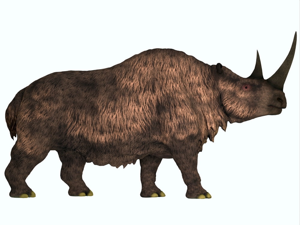 Woolly Rhinoceros an extinct mammal from the Pleistocene Period Canvas Art - Corey FordStocktrek Images (33 x 25)