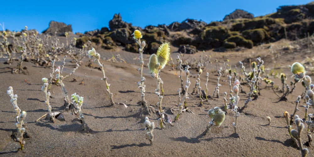 Woolly Willow growing wild in the black sands Iceland Canvas Art - Panoramic Images (12 x 36)