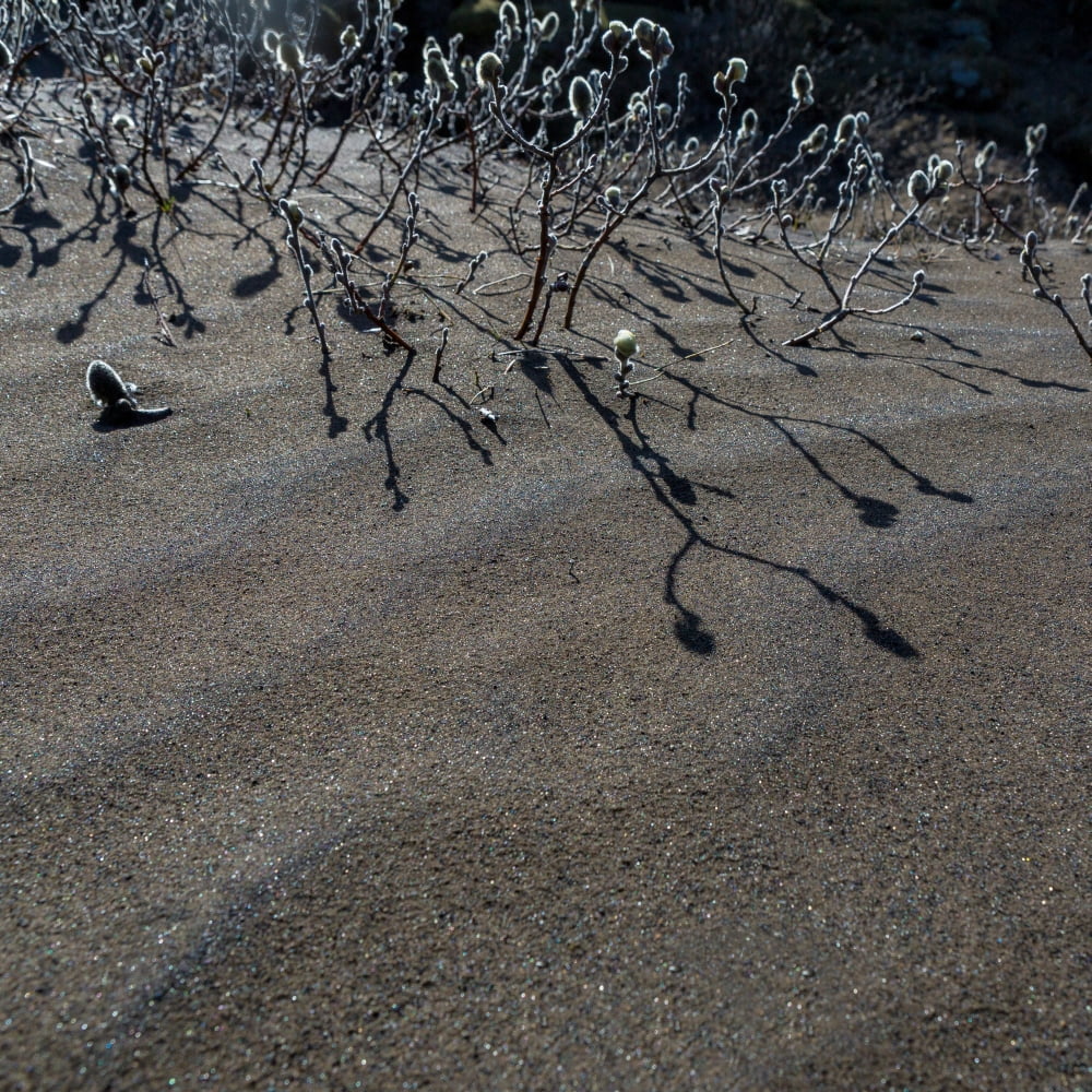 Woolly Willow growing wild in the black sands Iceland Canvas Art - Panoramic Images (24 x 24)