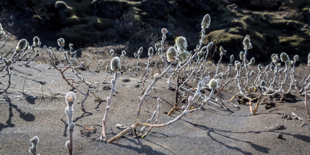 Woolly Willow growing wild in the black sands Iceland Canvas Art - Panoramic Images (9 x 27)