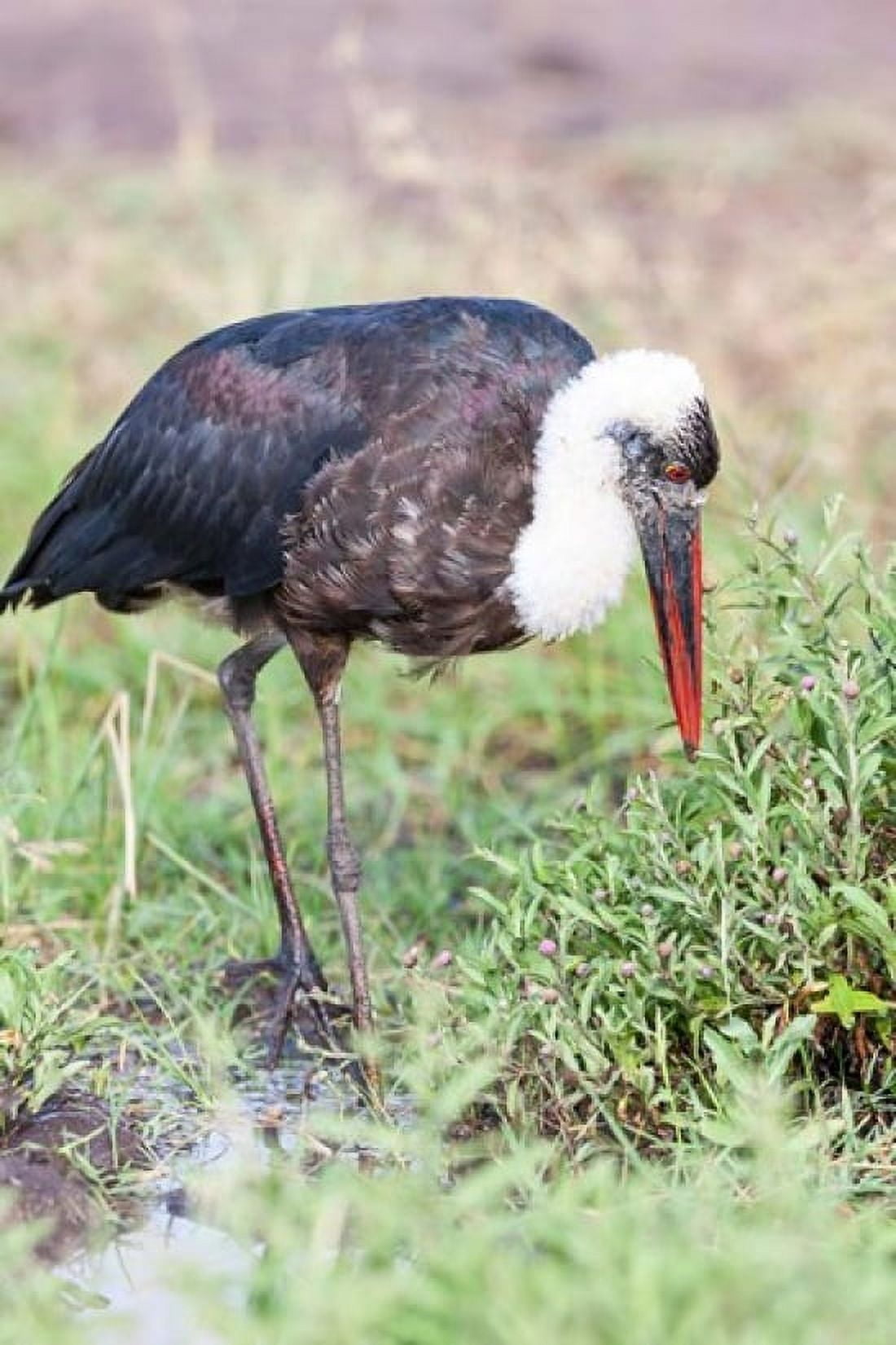 Woolly-necked Stork foraging Maasai Mara Kenya Africa Canvas Art - Martin Zwick DanitaDelimont (17 x 25)