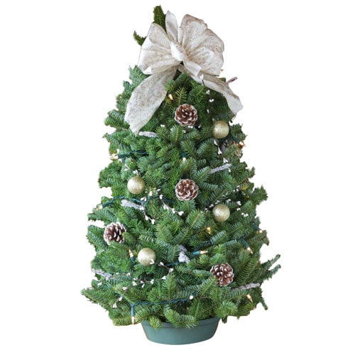 Worcester Wreath Inc. 2.4' Green Pine Trees Freshly cut Chritmas Tree with 35 Incandescent Clear/White Lights