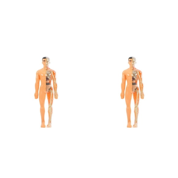 Worgeous 2 Sets Translucency Human Body Puzzle Vivid 3D Anatomy DIY Model with Removable Organs Bones Cognitive Development DIY Plaything