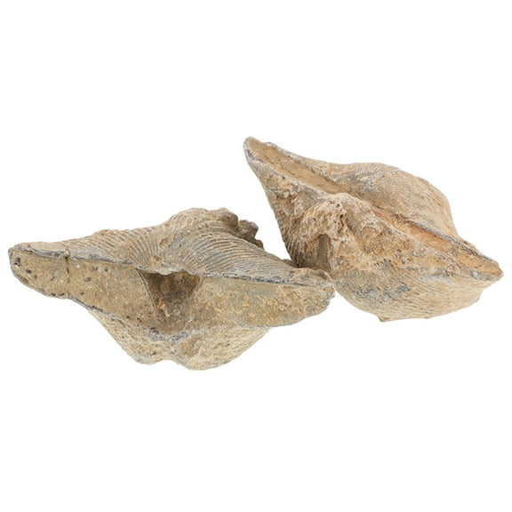 Worgeous 2pcs Authentic Sea Shell Specimens for Teaching Geology and Decoration Assorted Colors