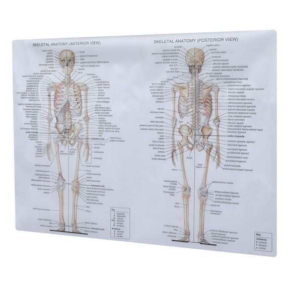 Worgeous Anatomy Poster Skeletal Anatomical Human Chart Body Student