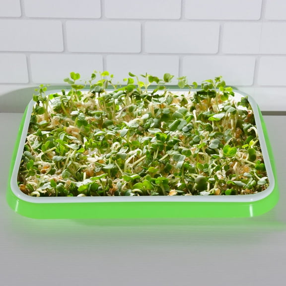 SWETRACE Sprouter Tray Assorted Color Sprouting Equipment Indoor Gardening 1Pcs 13x9.8x2in