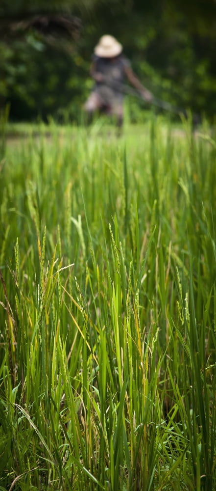 Worker On Rice Field Ubud Bali Indonesia Canvas Art - Alex Adams Design Pics (20 x 44)