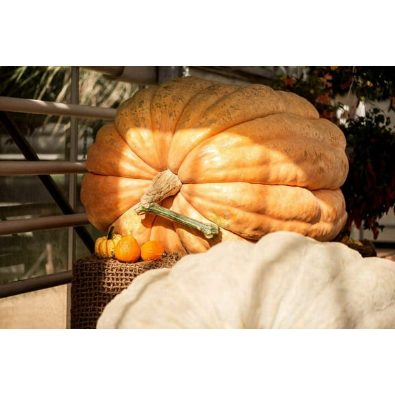 World Record Pumpkins | 10 Seeds | Grow Atlantic Giant Pumpkins