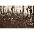 thumbnail image 1 of World War 1 In The Italian And Austrian Alps. Gun Muzzles Protruding From A Grass Covered Trench. Behind Are Austrian, 1 of 1