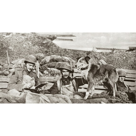 World War I Messenger Dog. Na British Dispatch-Bearing Dog Waiting For His Message Being Written From A World War I