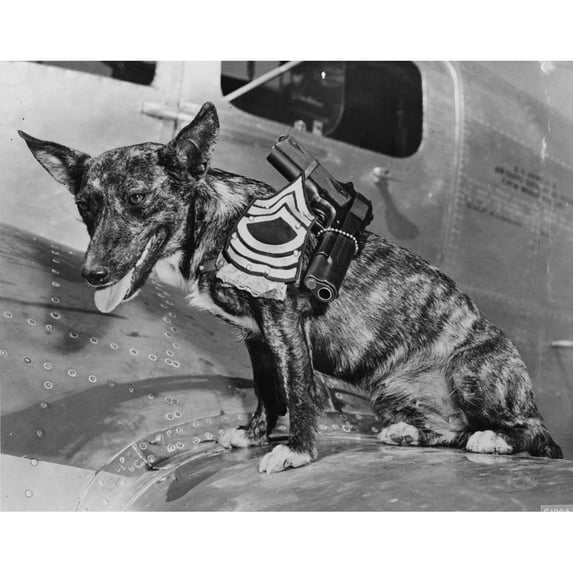 World War Ii History (24 x 18)