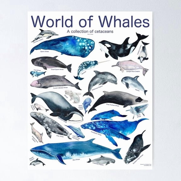 World of Whales Educational Poster, Poster Home Decor , Poster Print Only