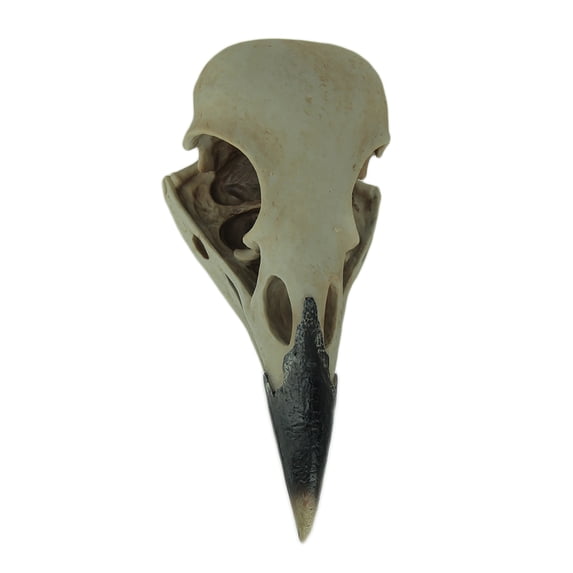 World of Wonders Zeckos Resin Raven Skull Wall Hanging Decor Corvus Bird of Prophecy
