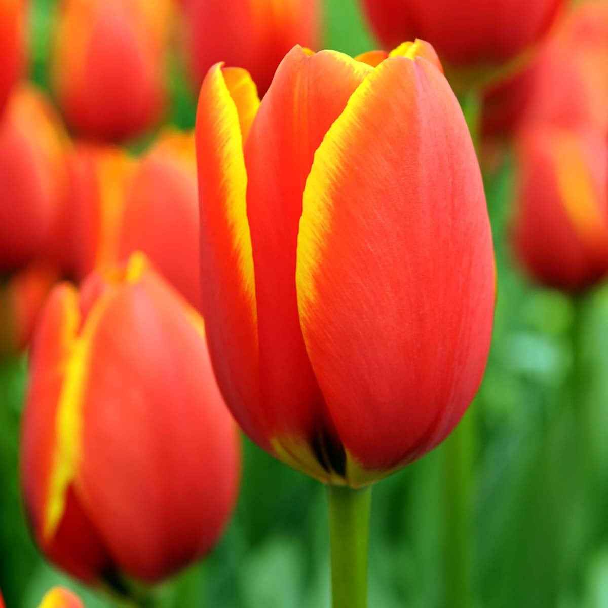 World's Favourite Darwin Tulip 5 Bulbs - 12/+cm Bulbs