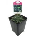 thumbnail image 1 of World's Smallest Aloe Plant - FairyGarden/Houseplant - 2.5" Pot, 1 of 1