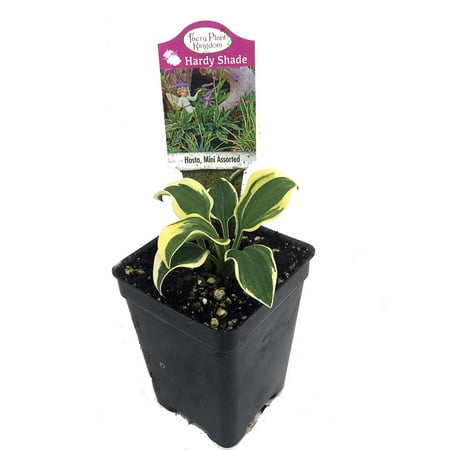 World's Smallest Hosta - Fairy Garden/Perennial Bedding Plant - 2.5" Pot