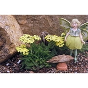 Worlds Smallest Tiny Gold Yarrow - Achillea - Fairy Garden/Rock Garden-2.5" Pot