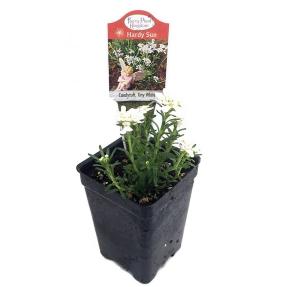World's Smallest Tiny White Candytuft - Iberis - 2.5" Pot - Fairy Garden Plant