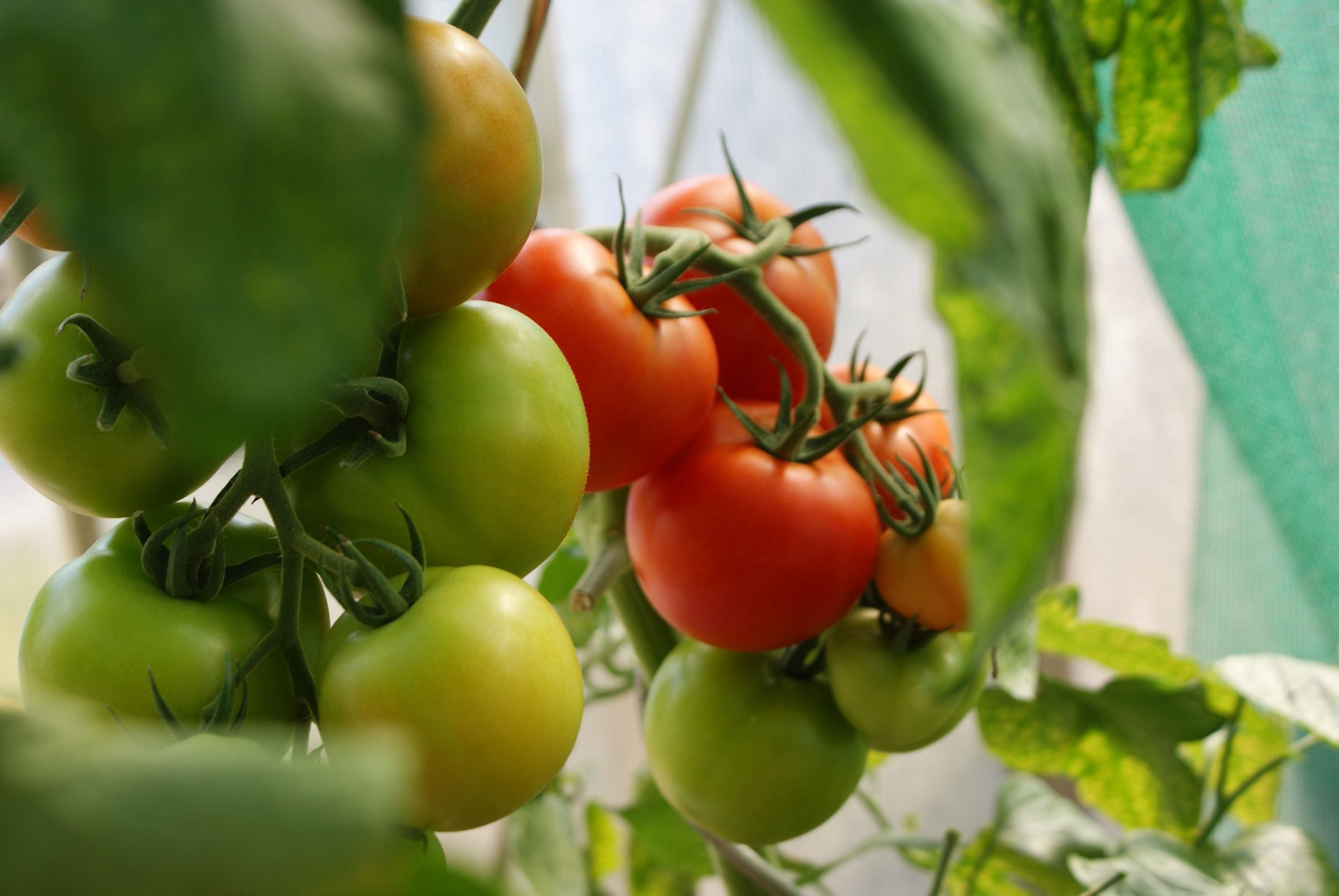World's Smallest Tomato Seeds/ Perennial/ Full Sun/50 Seeds 1/10 Gram ...