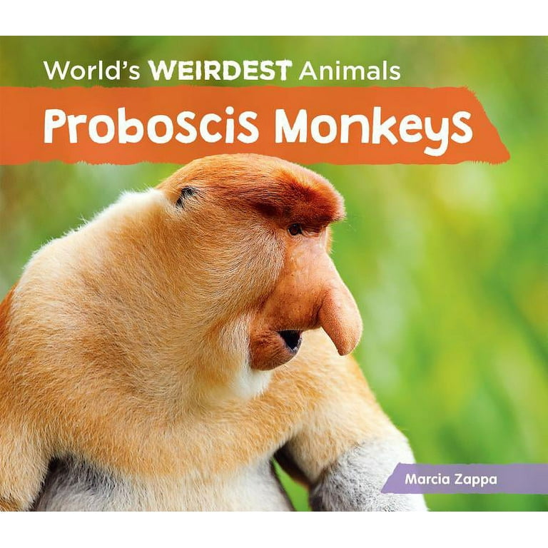 Proboscis monkey