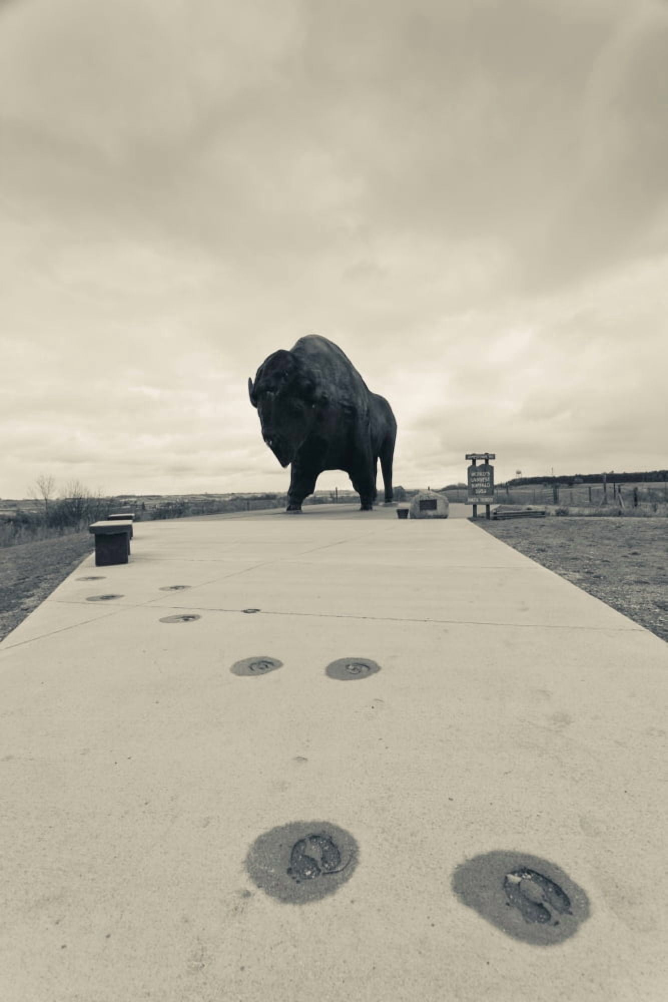 Worlds largest buffalo statue Jamestown Stutsman County North Dakota USA Canvas Art - Panoramic Images (18 x 24)