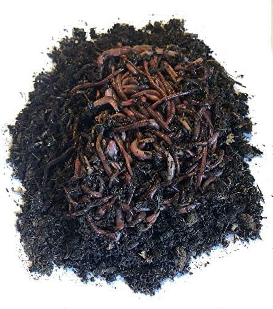 Worms, Wigglers, Compost Earthworms, Organic, Sustainably Raised