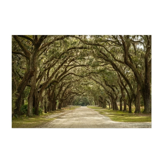 Wormsloe Oaks, Savannah - Savannah Georgia Photography Nature Landscape Forest Scenic Woodland Rural Botanical Unframed Wall Art Print 12 x 18 inches