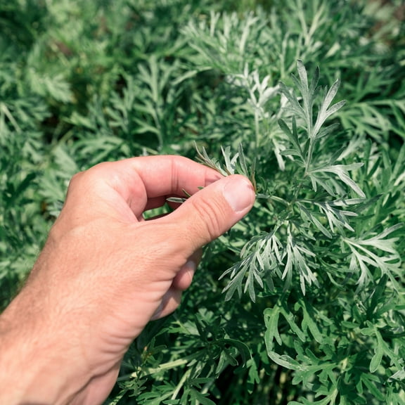 Wormwood Absinthe Xeriscape Drought Tolerant Herb Garden Plant Seed - 10000 Seeds