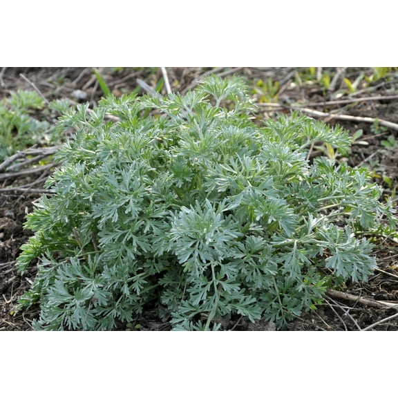 Wormwood Seeds (Artemisia absinthium) 1000 Seeds (0.1 grams)