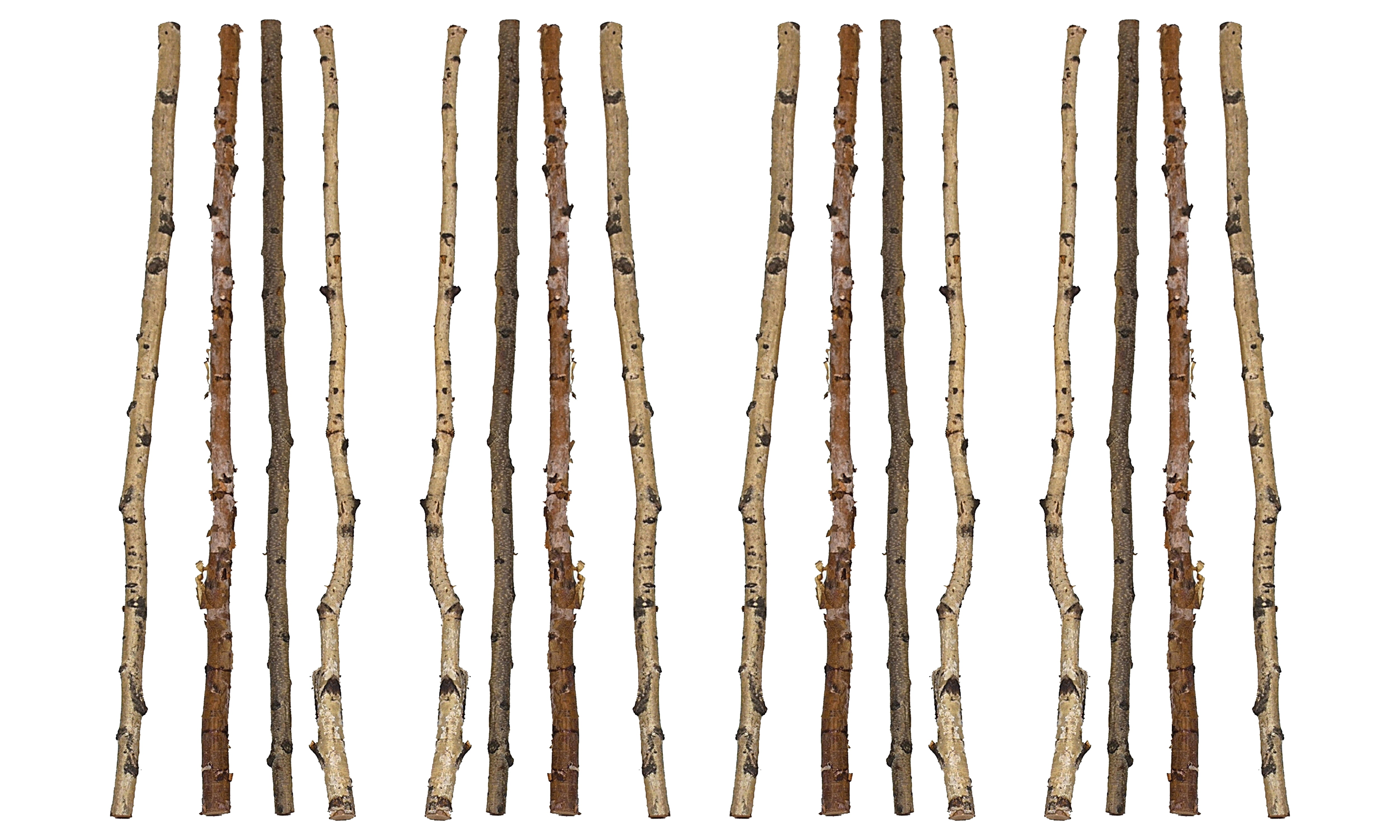 Woven Paths 59" Long Wood Birch Branch (Set of 16 Pieces / Each one will vary)