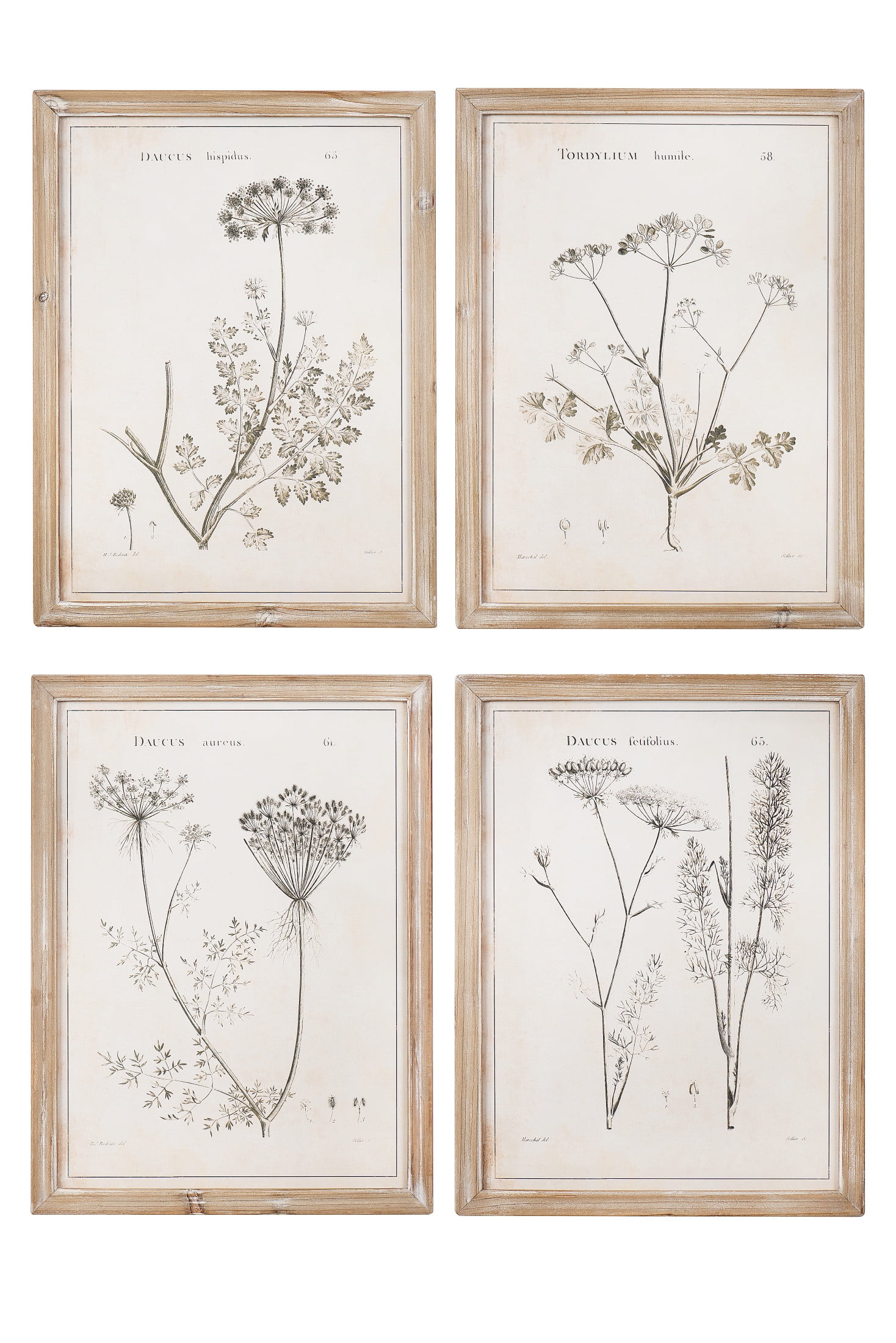 Botanic Leaf Prints With Rustic Wood Frames - Set of 6 - Woodwaves