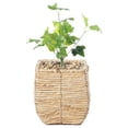 thumbnail image 1 of Woven Square Flower Pot Planter with Leak-Proof Plastic Lining- Small, 1 of 6