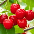 thumbnail image 1 of Wowza! Dwarf Bush Cherry Fruit Bearing Starter Plant, 1 plant per offer, 1 of 7