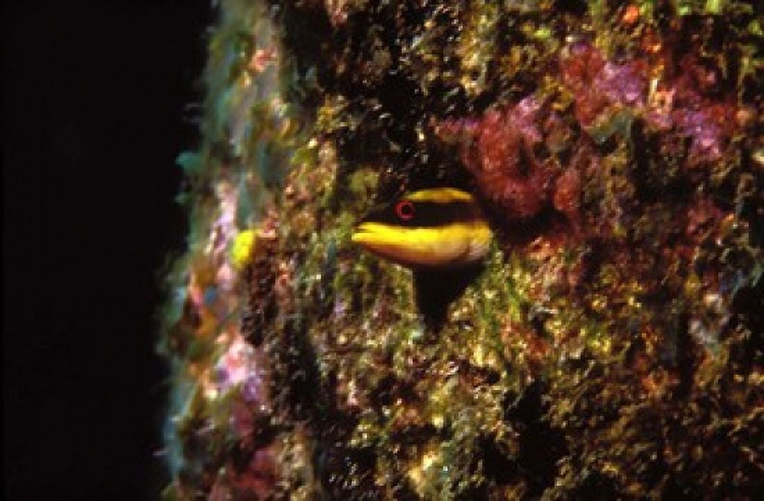 Wrasse blenny in coral wall in the sea Canvas Art - Panoramic Images (24 x 18)