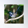 thumbnail image 1 of Wren ~ Superb Fairy-Wren Xsbp89Zc By David Irwin Poster Wall Art, Modern Wall Decor For Living Room Bedroom, 30x30 UNFRAMED, 1 of 3