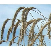 Wrens Abruzzi Winter Rye Grain Seed - 10 Lbs.