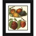 thumbnail image 1 of Wright, John 26x32 Black Ornate Wood Framed with Double Matting Museum Art Print Titled - Plum Varieties I, 1 of 4