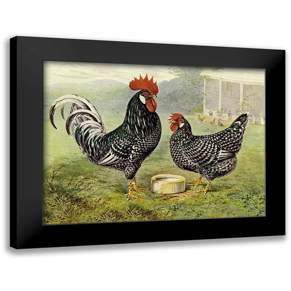 Wright, Lewis 14x12 Black Modern Framed Museum Art Print Titled - Chickens: Anconas