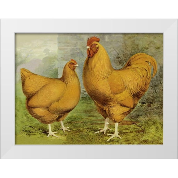 Wright, Lewis 14x12 White Modern Wood Framed Museum Art Print Titled - Chickens: Buff Orpingtons