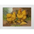 thumbnail image 1 of Wright, Lewis 18x13 White Modern Wood Framed Museum Art Print Titled - Chickens: Buff Cochins, 1 of 4