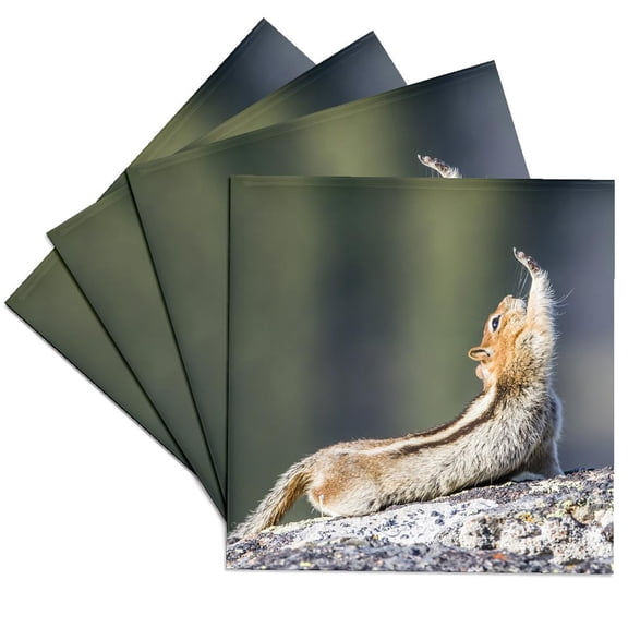 3drose, Wy. Golden-mantled Ground Squirrel Stretching., Set of 4 Ceramic Tile Coasters