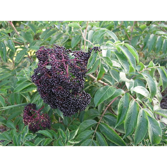 Wyldewood Elderberry Perennial Shrub - Sambucus - Native - 3.25" Pot